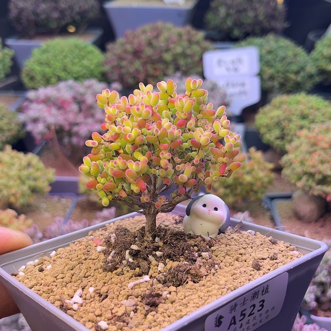 523金桔糖球枝干番杏