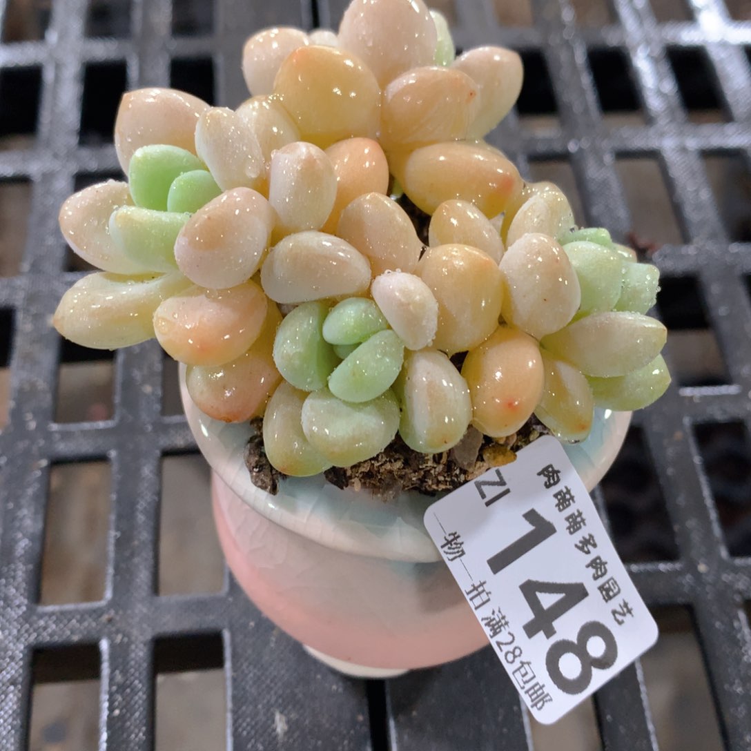 肉萌萌拇指盆精控多肉ZI148