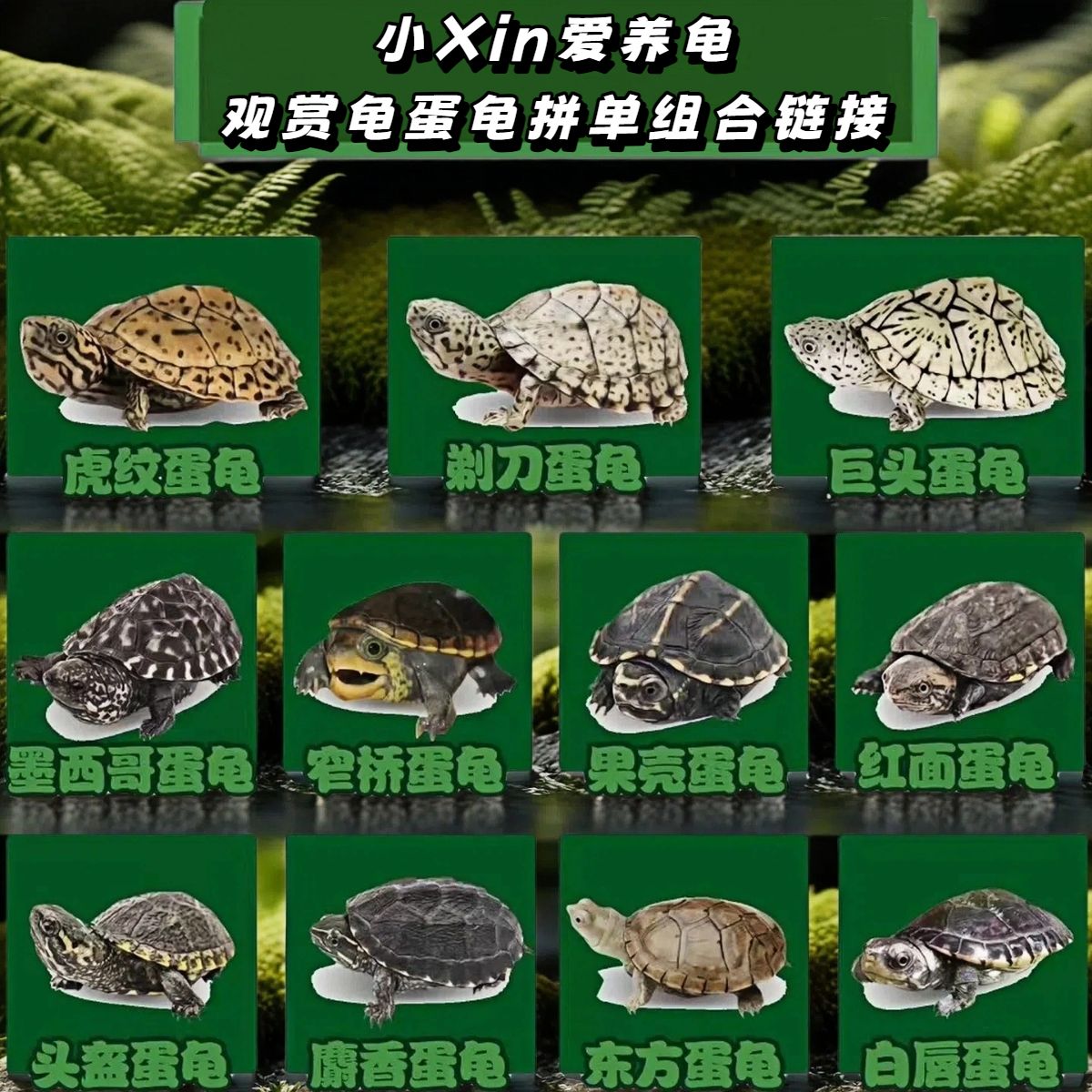 【★直播挑龟】热门蛋龟1★新奇宠物冷水麝香剃刀龟龟苗（乱拍发龟粮）