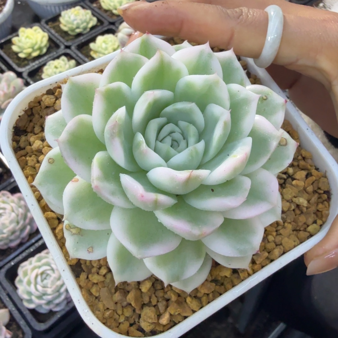 进***境左上角麦秆锦，多肉锦