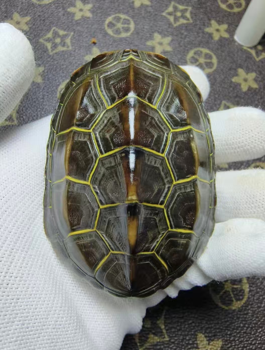 天然龟甲 一物一拍 富甲天下