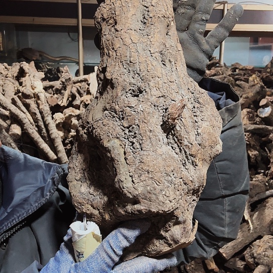 香榧木难***缘火琉璃的毛料摆件