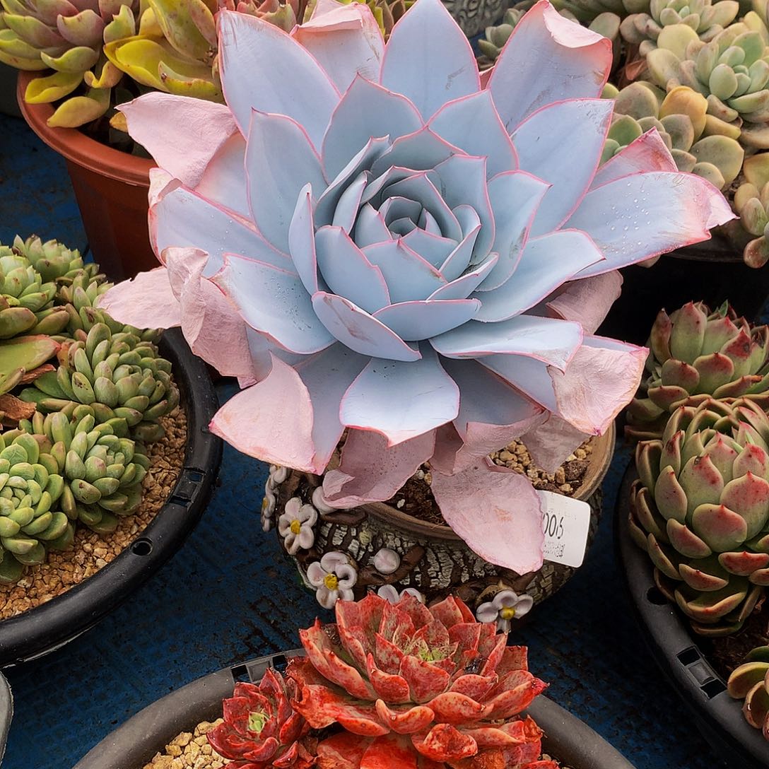 任****广寒宫26006吨肉多肉