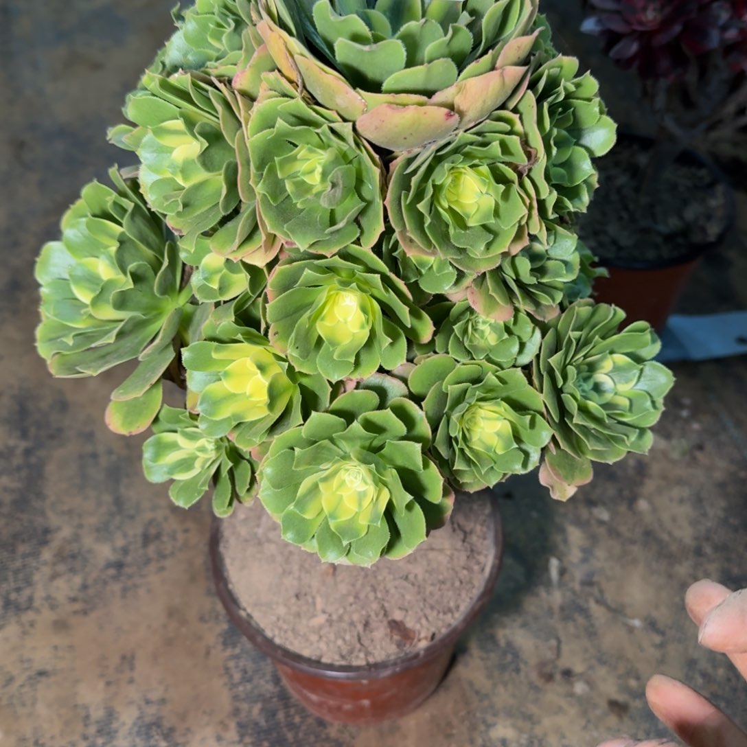 6051辛尼亚多肉植物