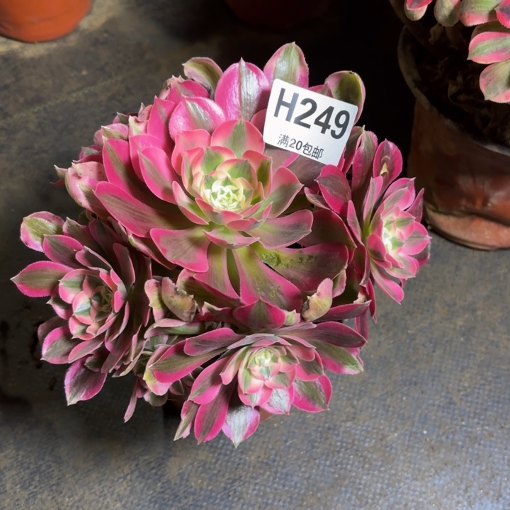 瑞妈。。。。。。249夜罗刹，