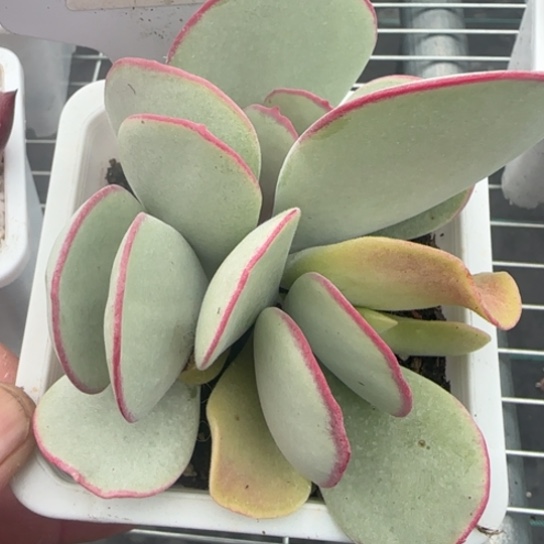 54白眉 一物一拍多肉