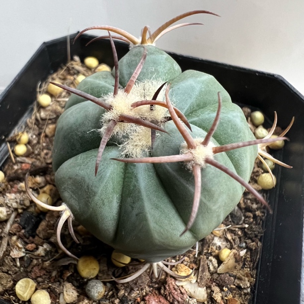 花王丸实生仙人球块根多肉植室内绿植盆栽好养易活