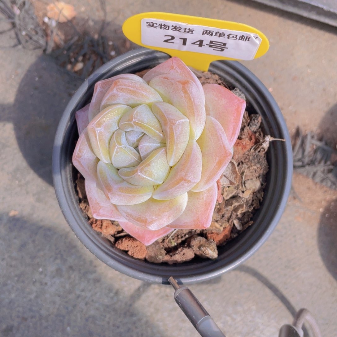 214号 暗纹母本大白桃一个