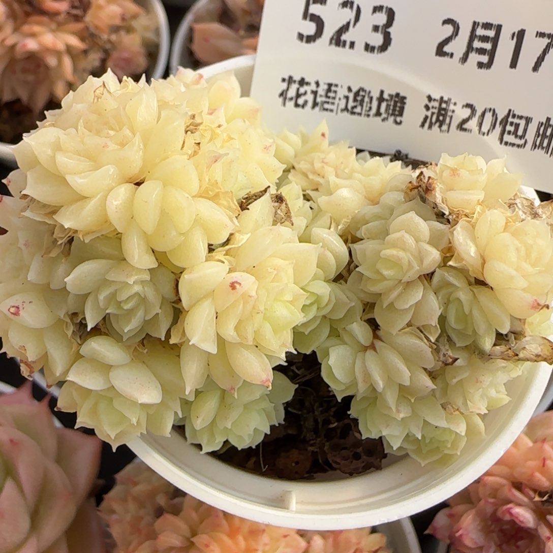 花语逸境0217-523散