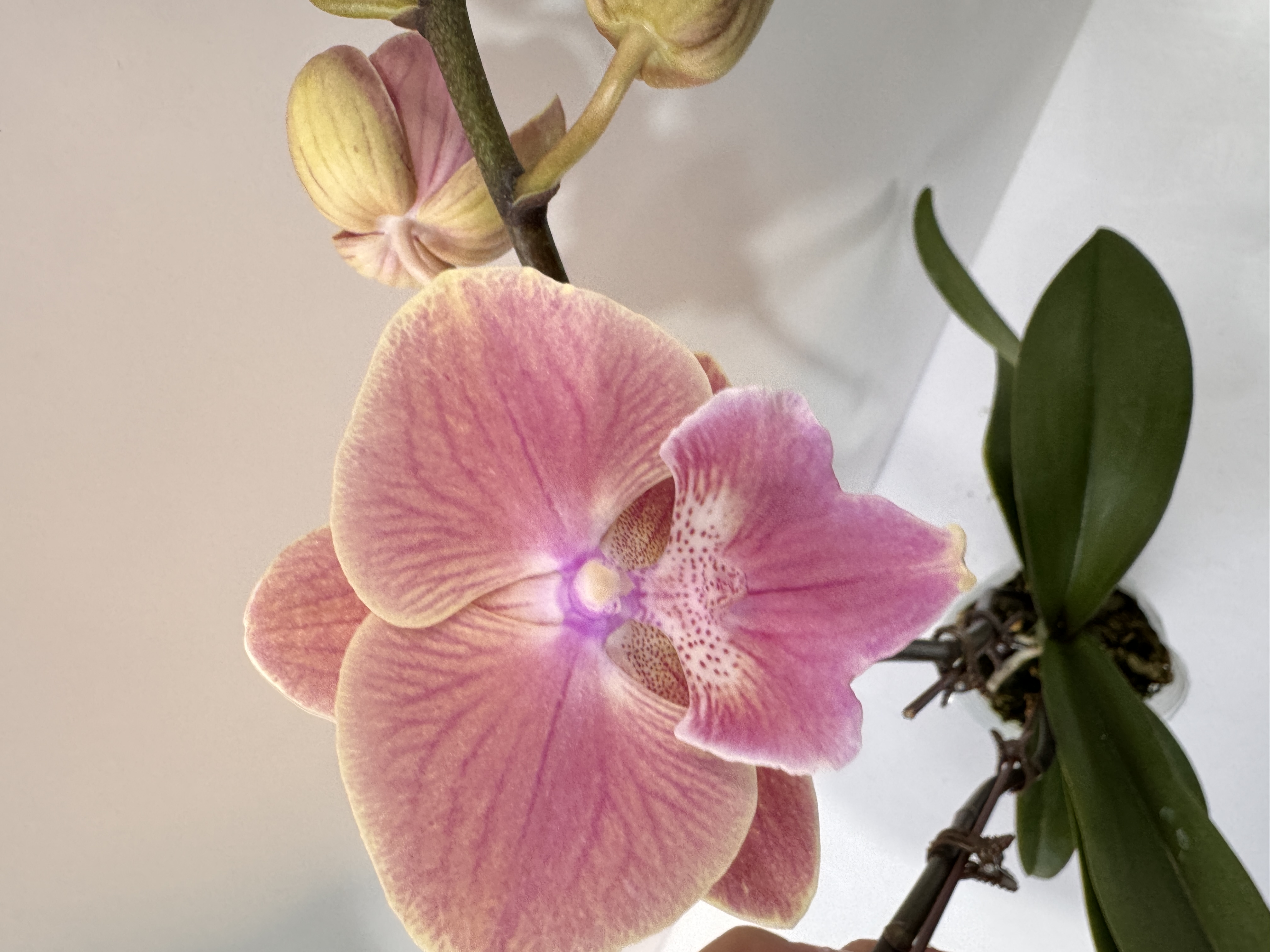 塔塔开【唯美】3.5寸加高杯蝴蝶兰双花剑带花带花苞开花株发货