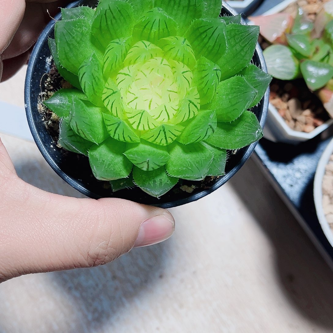 白莲花特价处理的