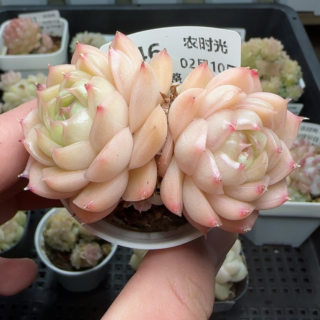 0210-146包子麦秆