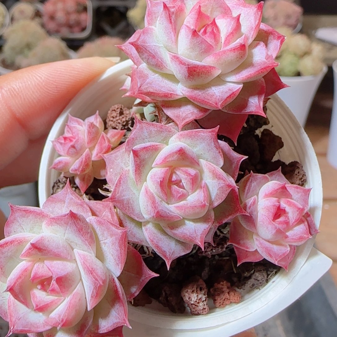 花语多肉1226-54女王