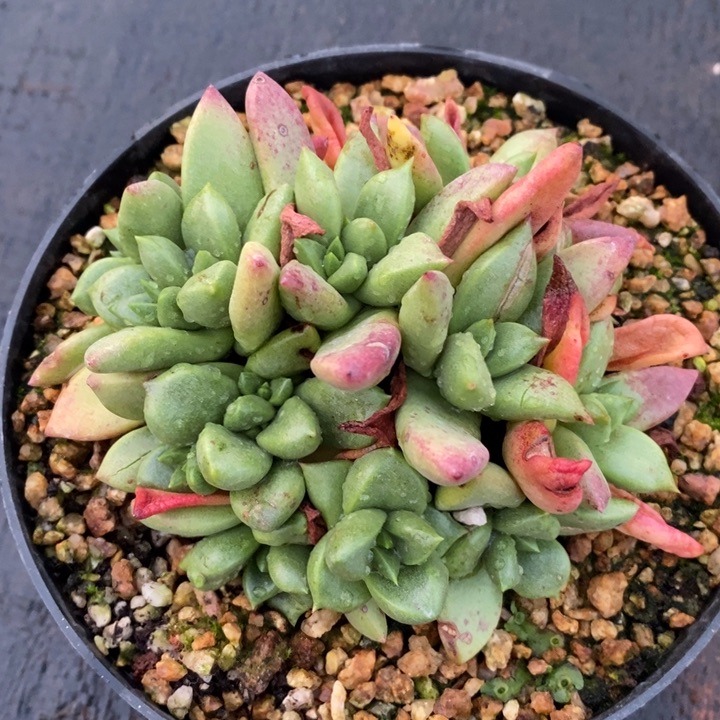 绿叶玫瑰叶拇指杂