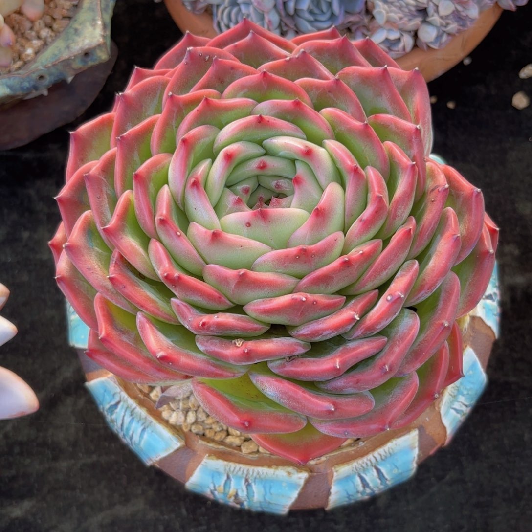 一物一拍，香缇卡单头