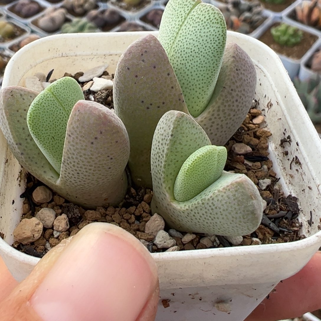 1682多肉植物种类和