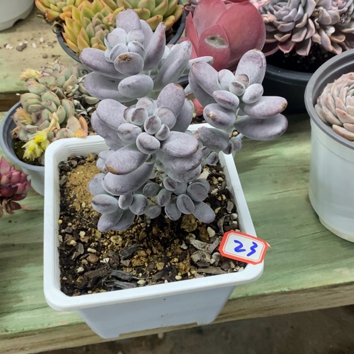 ?****?一物一拍福娘多肉23