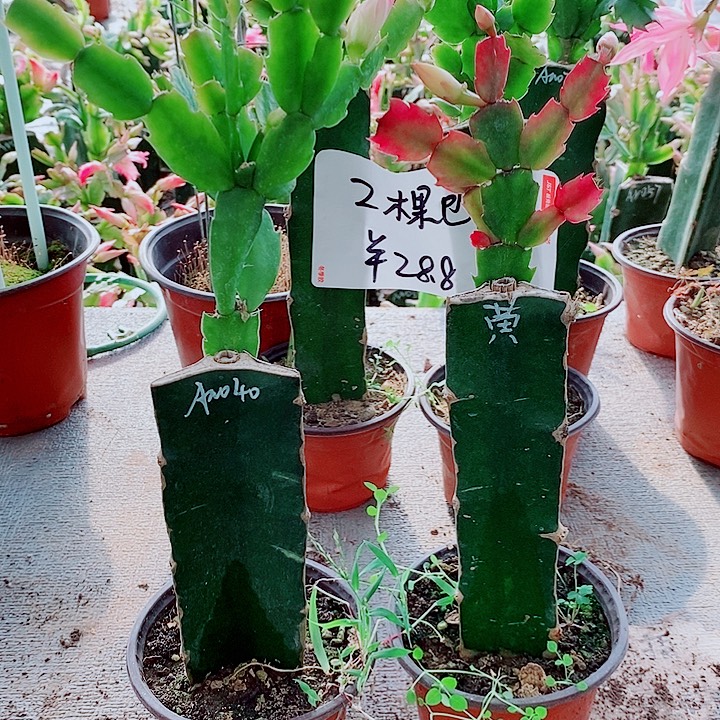 呵***地无花朵蟹爪兰专用1号