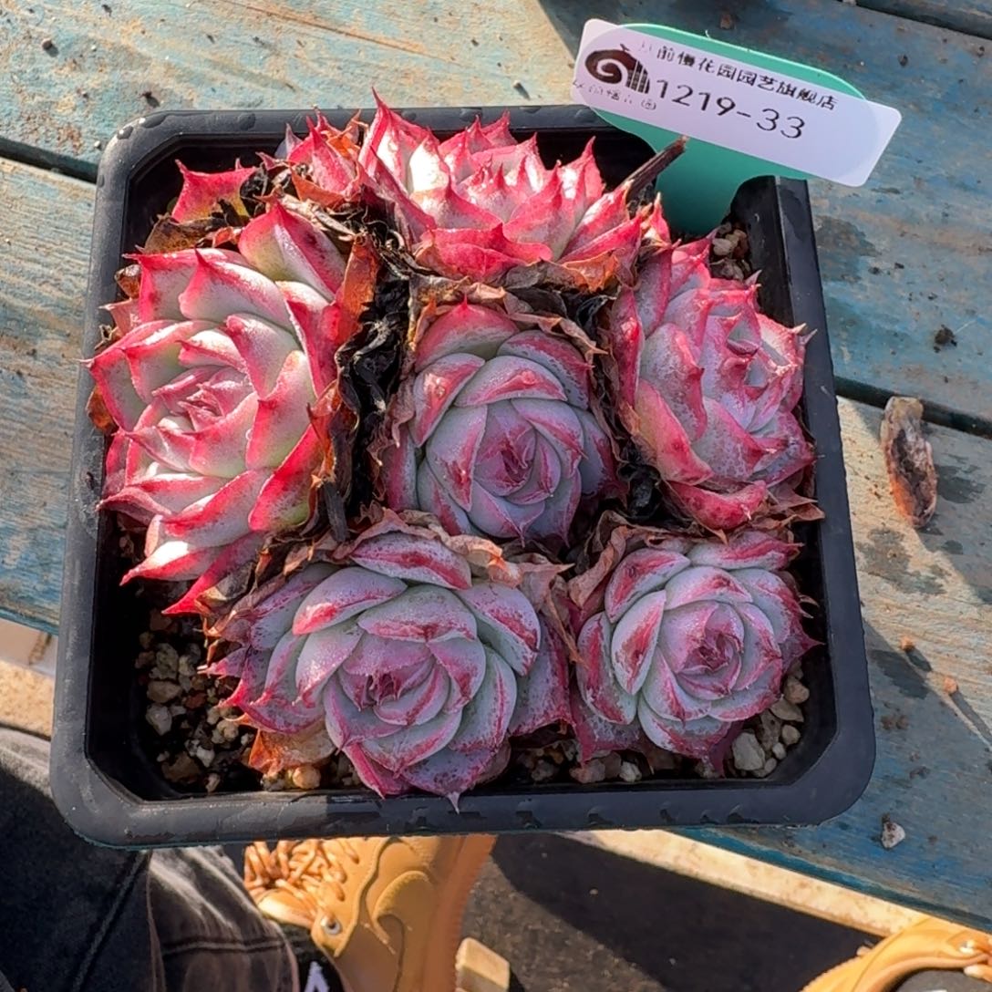 从前慢多肉精选编号1219.33