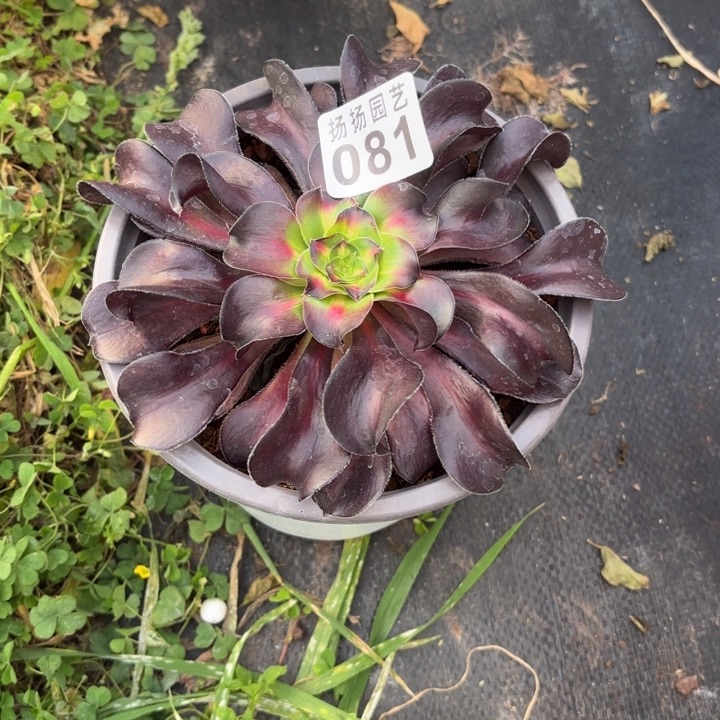 草***丁无花朵081多肉法师发货