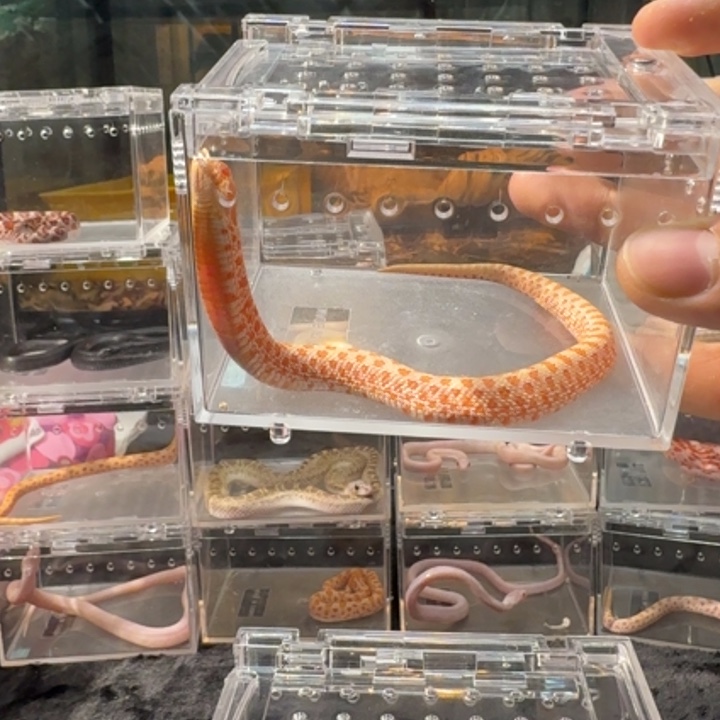 雨林蝎白化猪鼻白化猪鼻