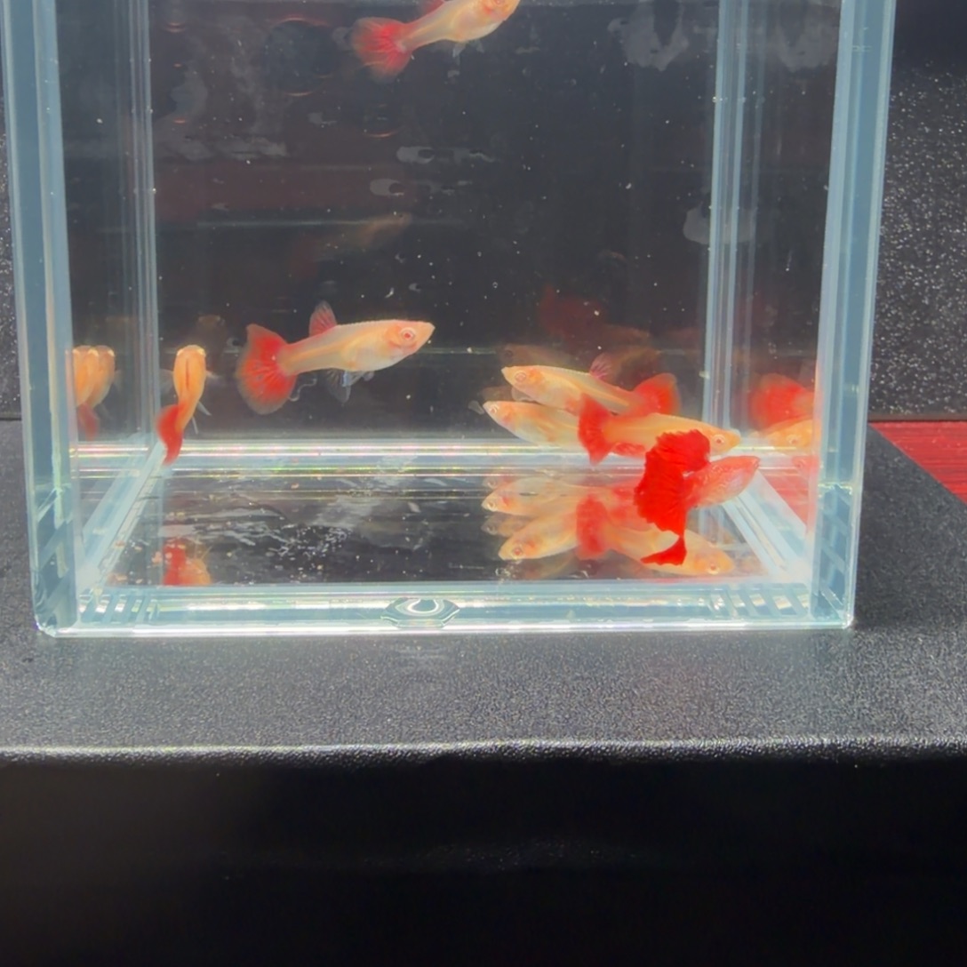 孔雀鱼蛇纹红尾1公6母