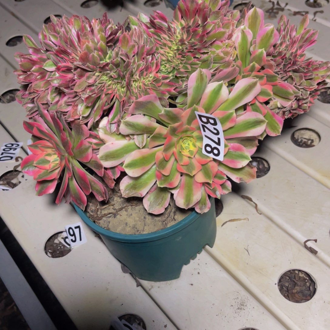 女巫法师7///////11包邮