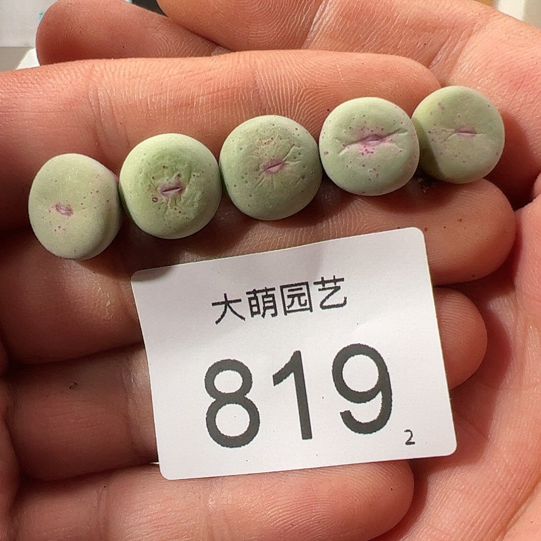 0000819 一物一拍……
