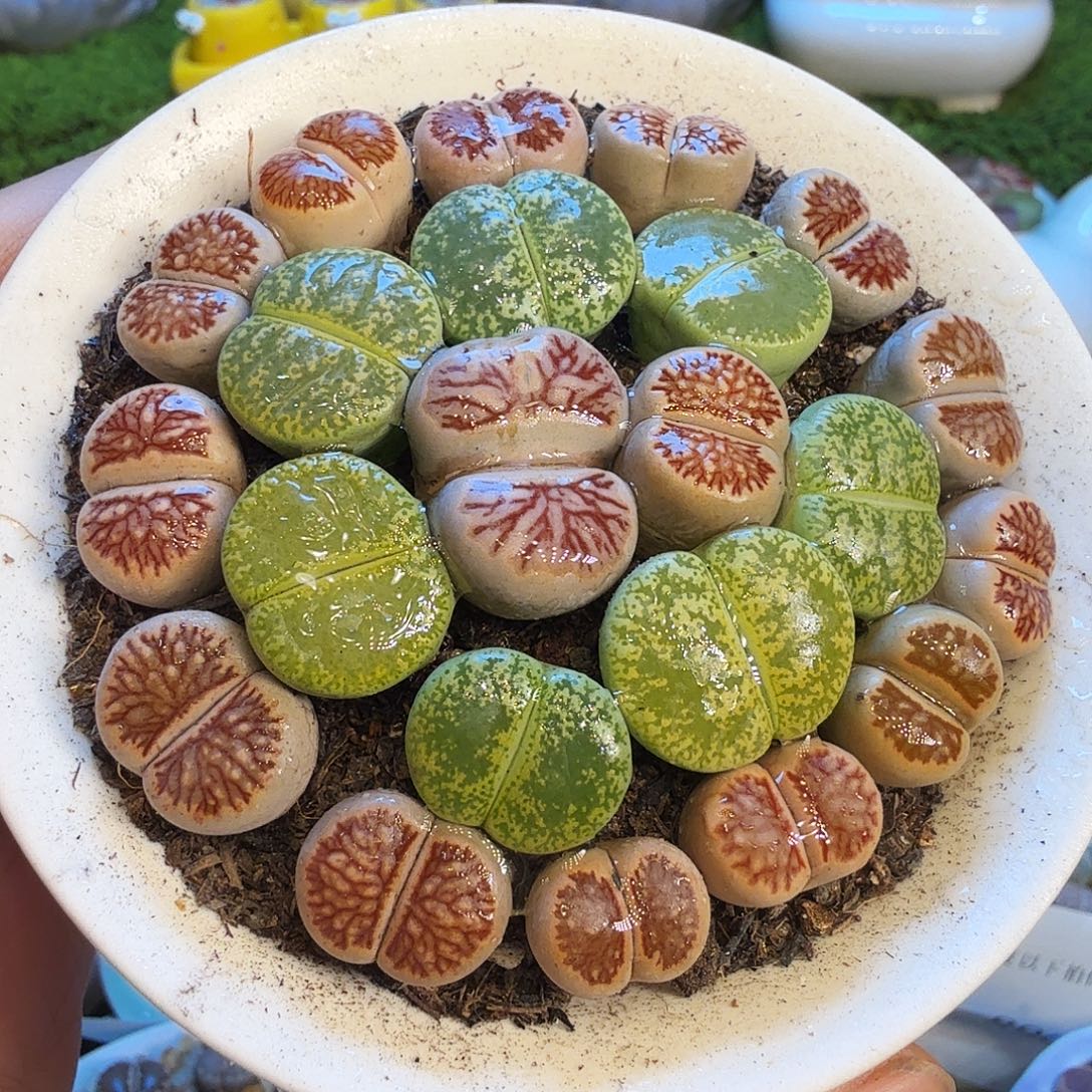 贝***诺多肉植物福利冲930