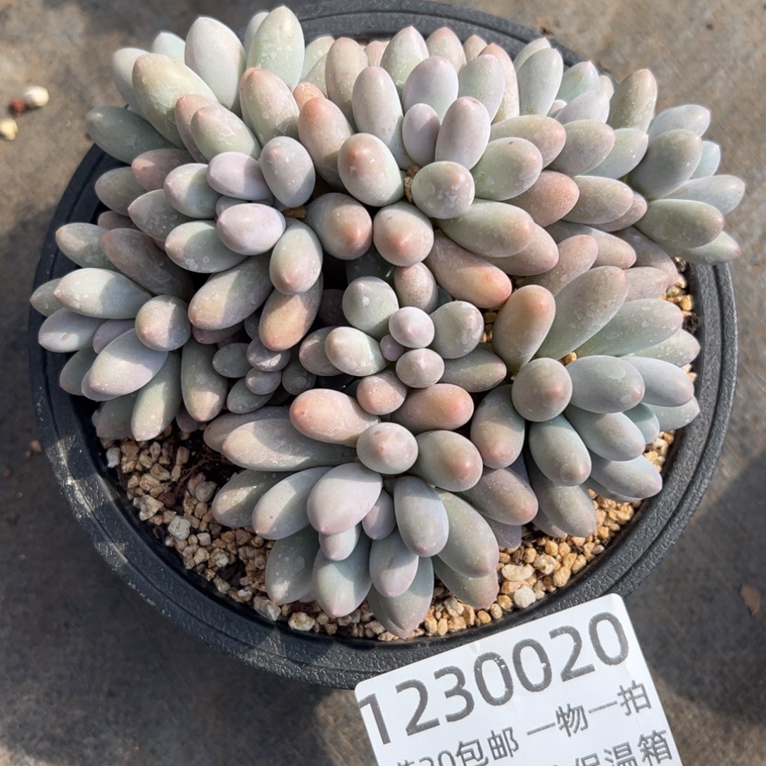 1230020 精控大叶汤圆群生10头