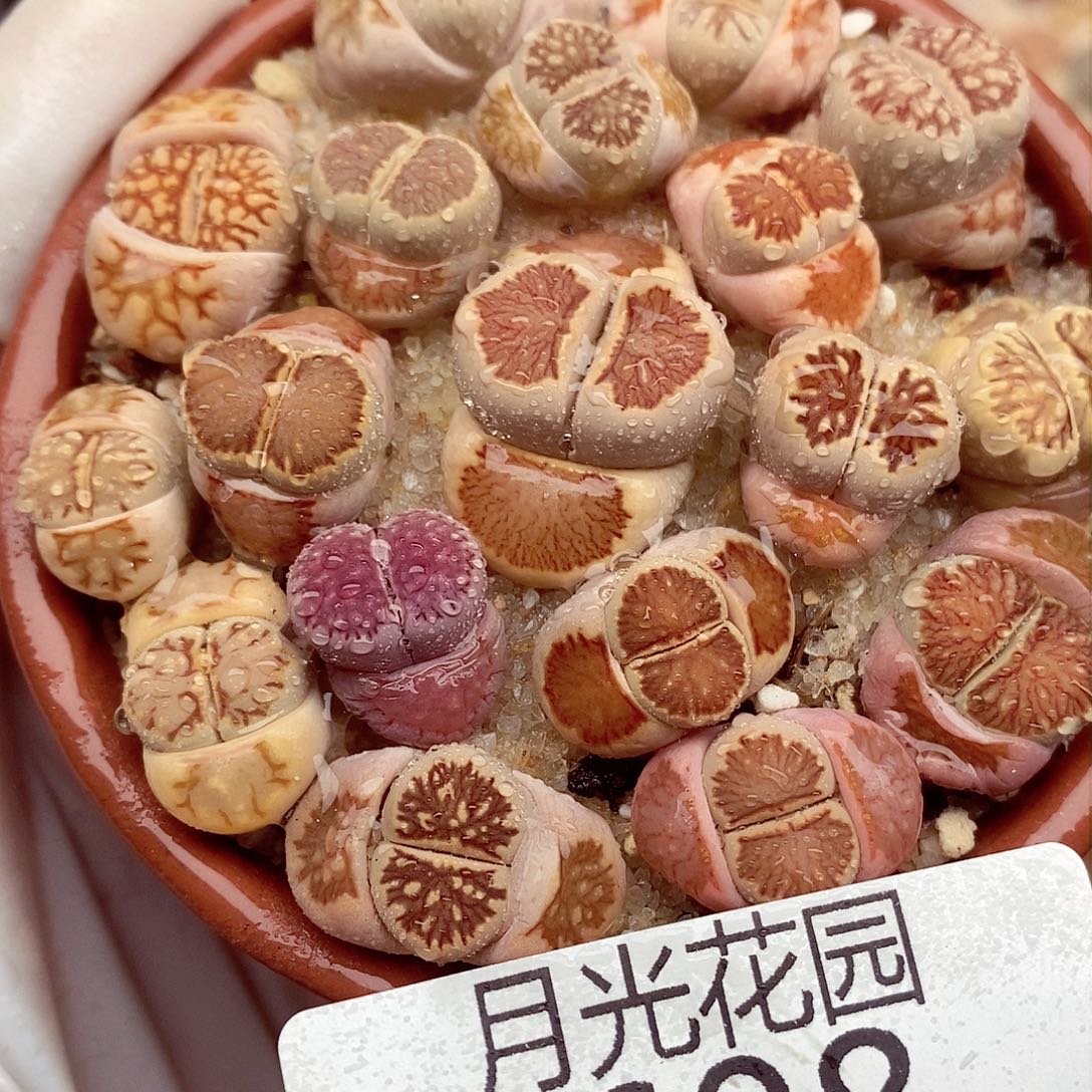 我还想和他们出去逛逛逛逛608