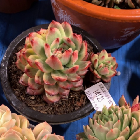 会****?Tm多肉14125多肉