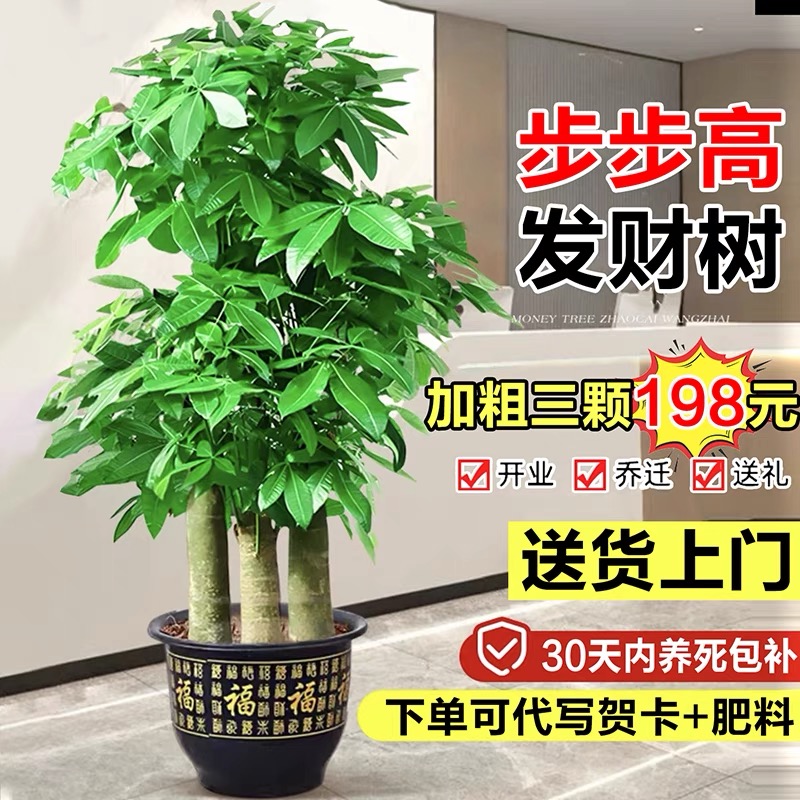 发财树三杆步步高客厅大盆栽室内大型绿植乔迁新居办公室开业送礼