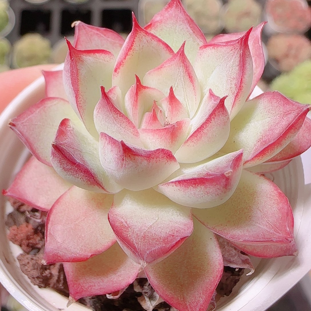 花语逸镜1122-134女王