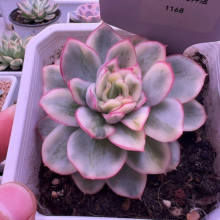 1168号麦秆锦多肉植物