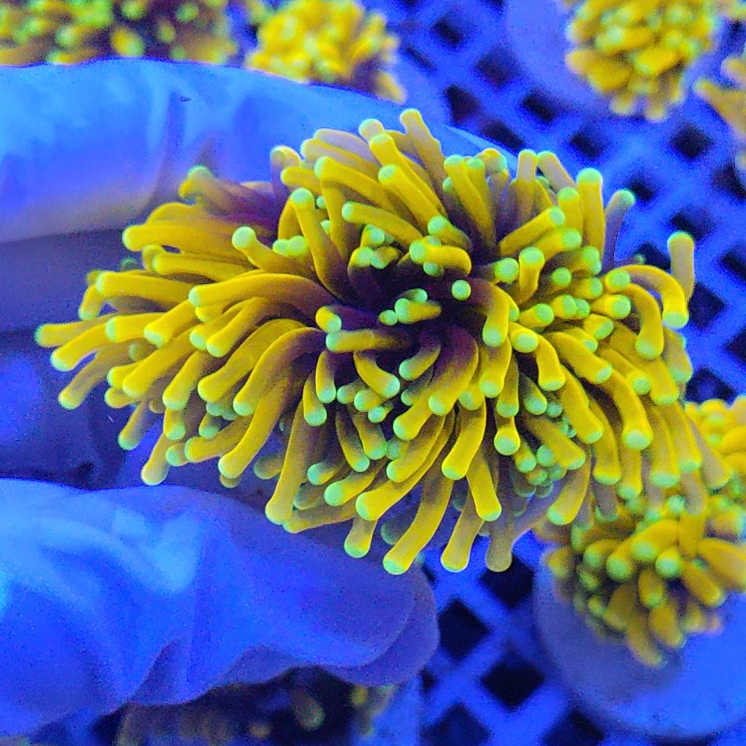 智海珊瑚竞品 不支持退货不包邮接受下单