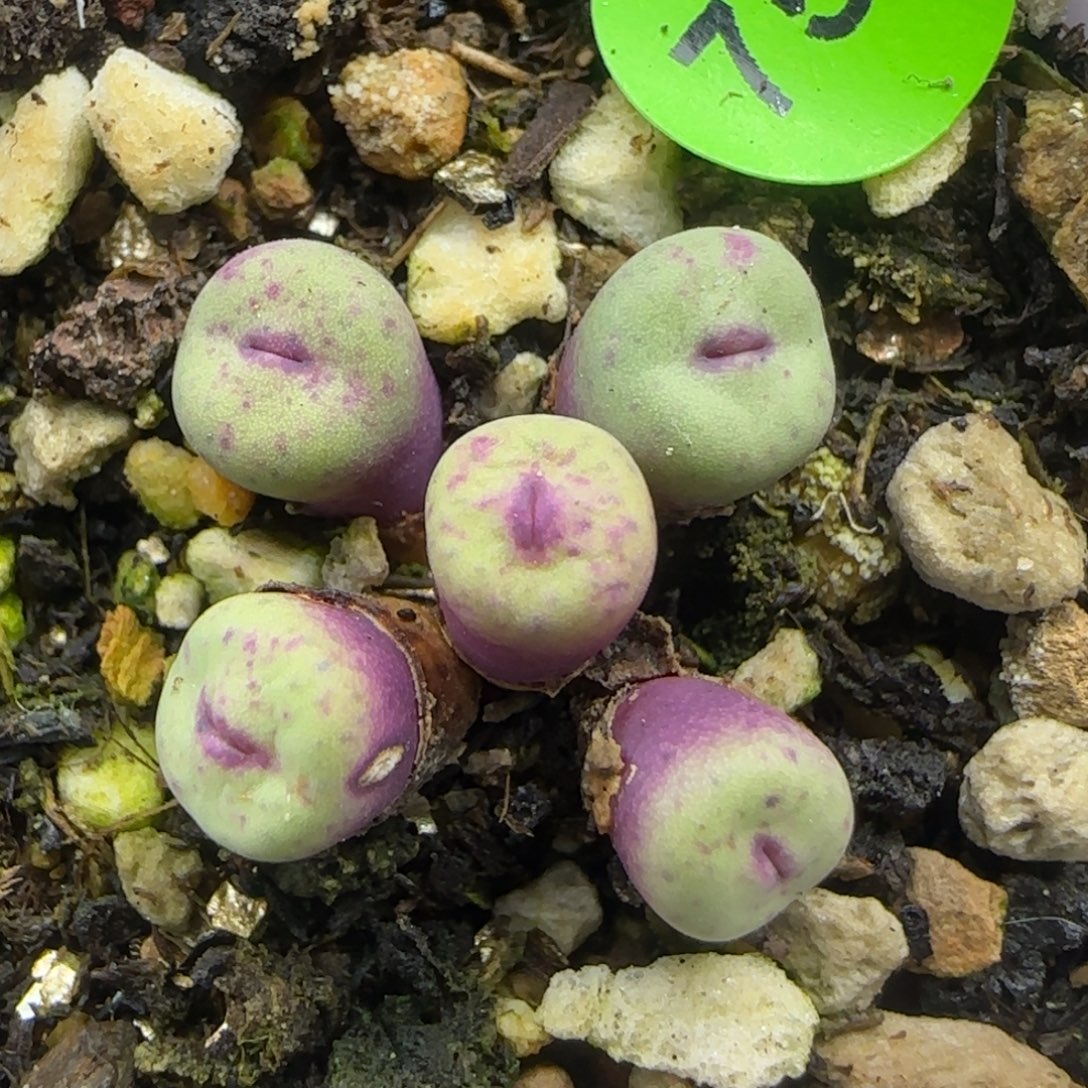 嘟嘟嘴小红嘴群752