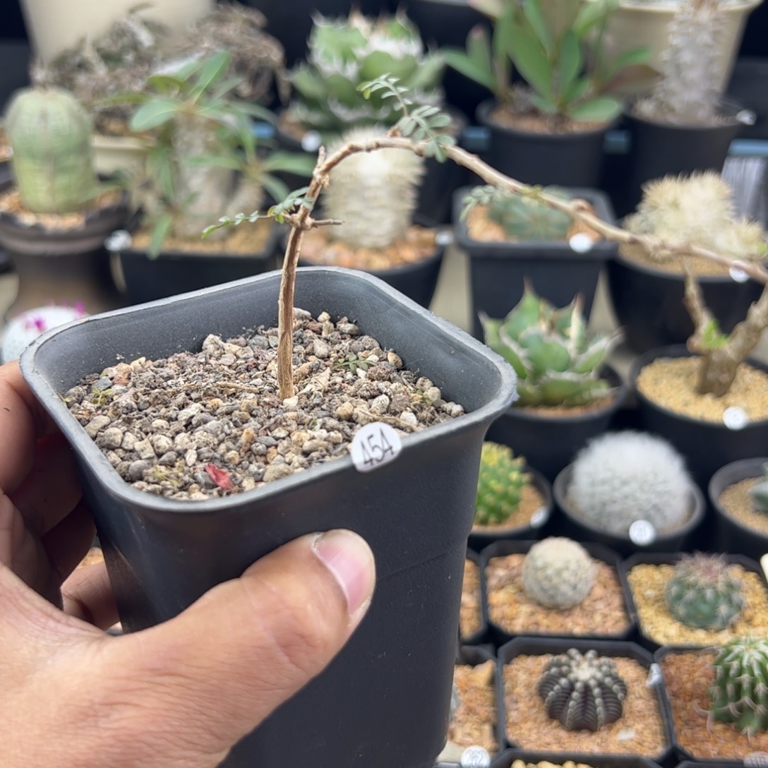 派****象足漆树种播实生苗一物一拍454