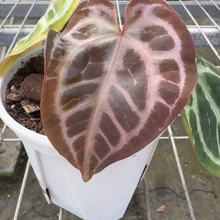 完全开放14号虹霓