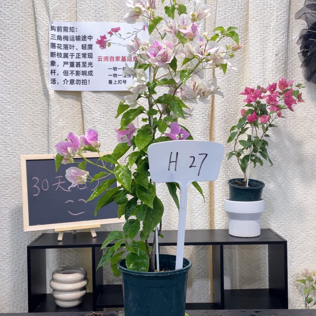 阿***～大量花朵（建议范围：8朵-15朵 或40%以上）广红樱H27