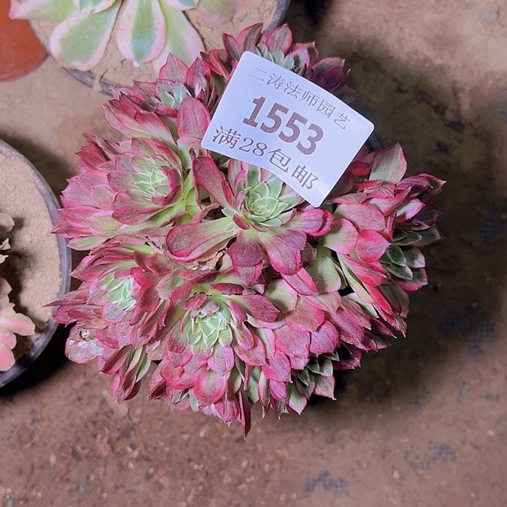 1553海王多肉植物老桩