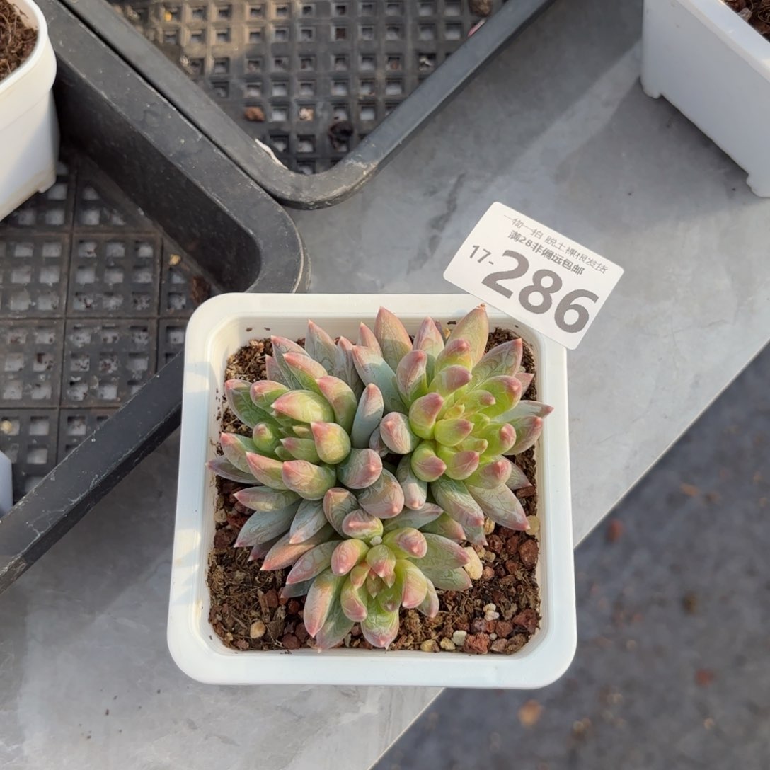 重楼老桩多肉多肉