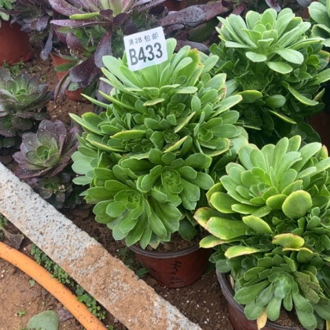 433绿羊绒不包断枝