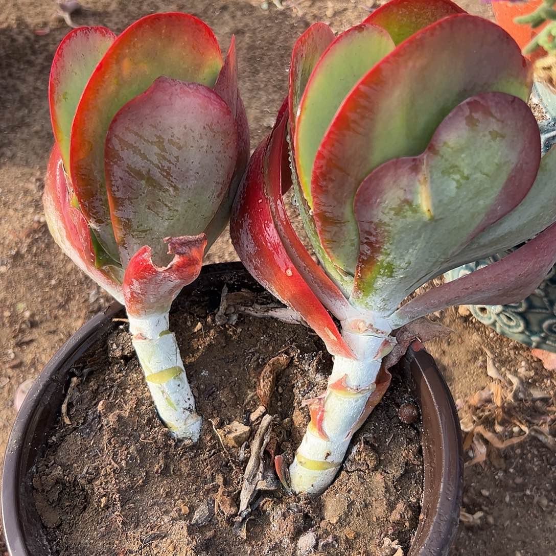 唐寅多肉植物植物中央音乐学院