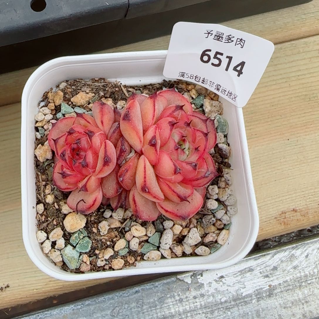 星光珍妮，6514多肉植物