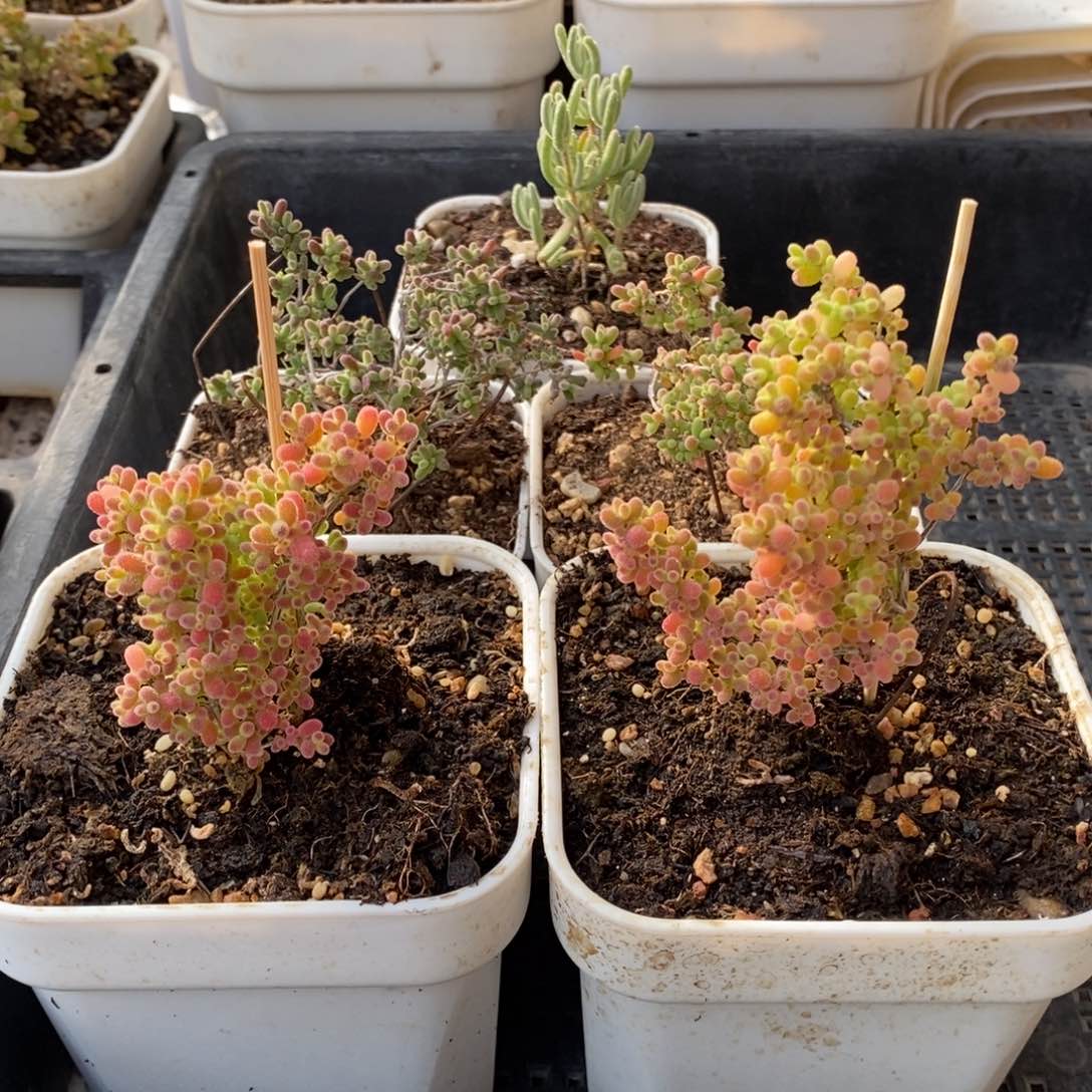 枝干番杏多肉植物941