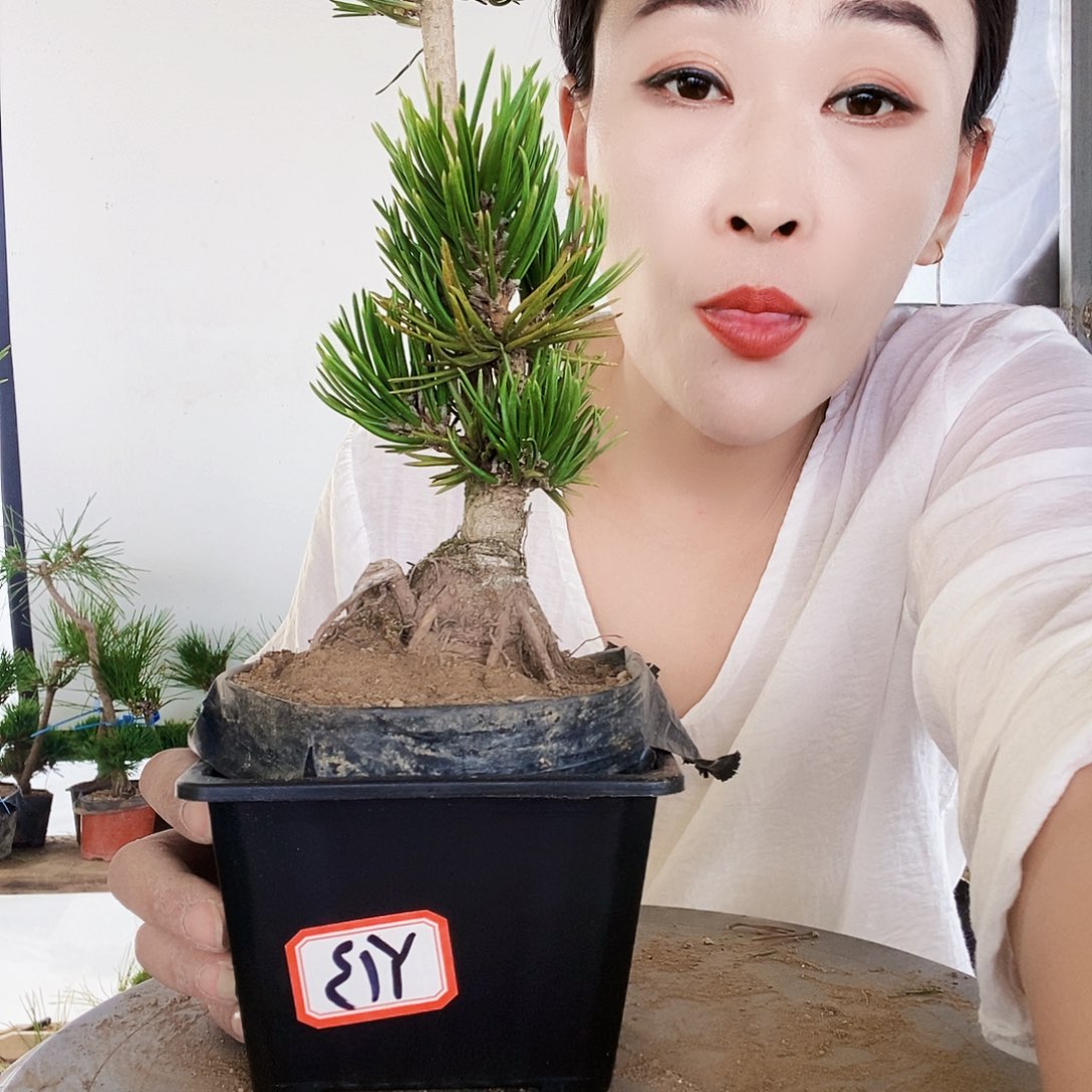 无花朵植物形态多年生草本