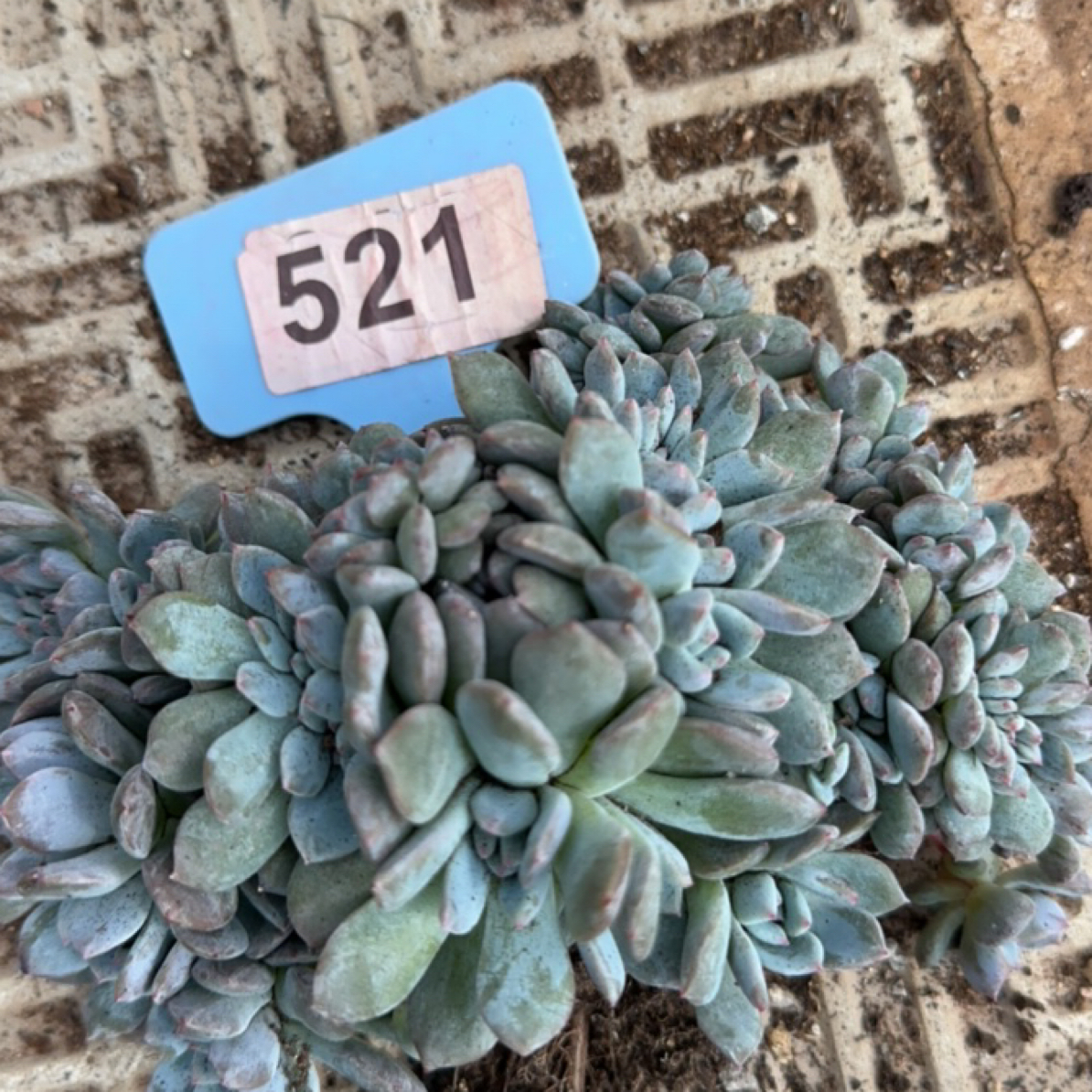 星影群缀多肉植物综合21号