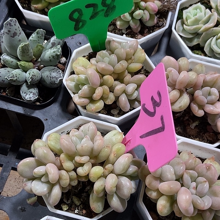 多肉植物比尔盖茨828 37