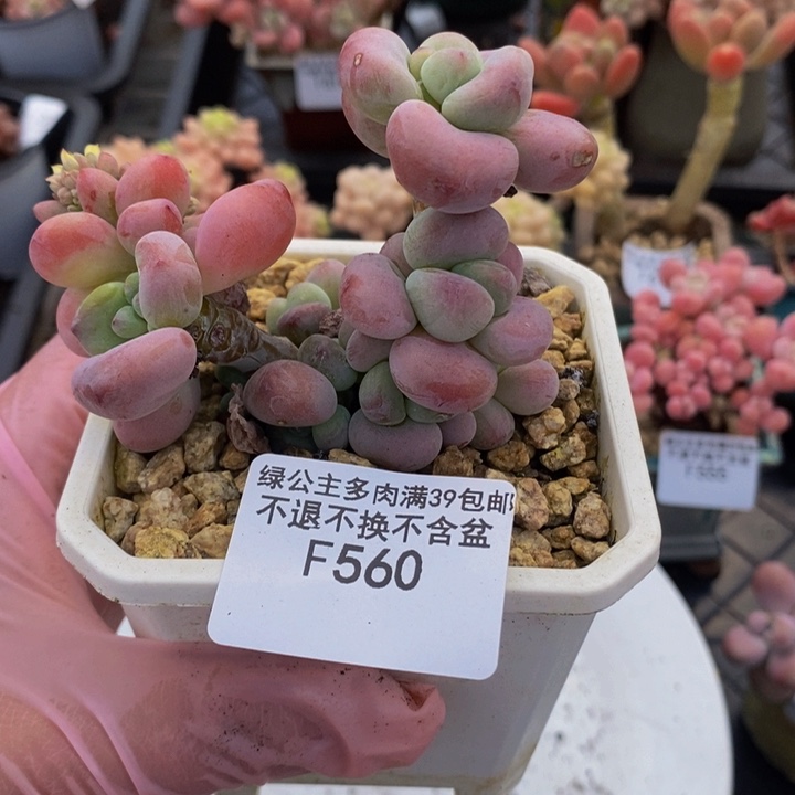 腰子红洛神7cm560多肉植物